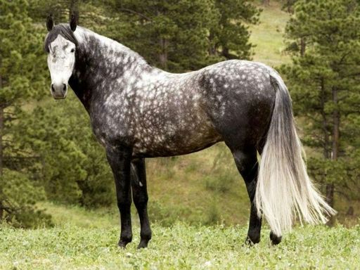 اسب خال خاکستری dapple grey